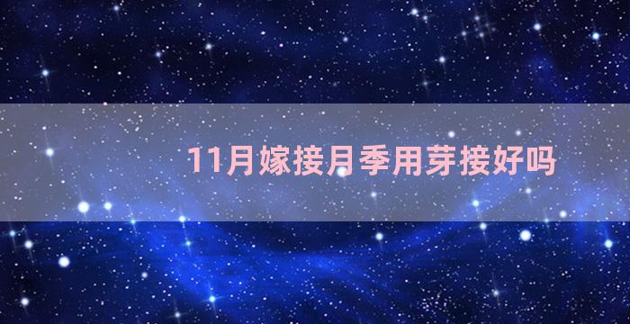 11月嫁接月季用芽接好吗