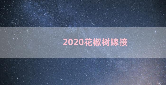 2020花椒树嫁接