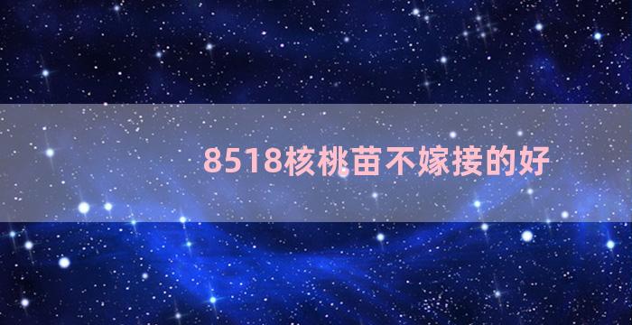 8518核桃苗不嫁接的好