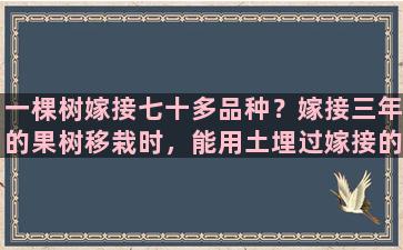 一棵树嫁接七十多品种？嫁接三年的果树移栽时，能用土埋过嫁接的接口吗坑比嫁接口深