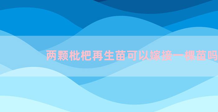 两颗枇杷再生苗可以嫁接一棵苗吗