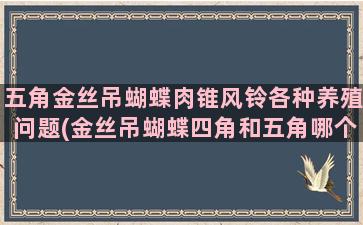 五角金丝吊蝴蝶肉锥风铃各种养殖问题(金丝吊蝴蝶四角和五角哪个更好)