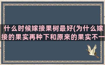 什么时候嫁接果树最好(为什么嫁接的果实再种下和原来的果实不一样)