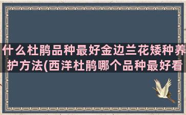 什么杜鹃品种最好金边兰花矮种养护方法(西洋杜鹃哪个品种最好看)