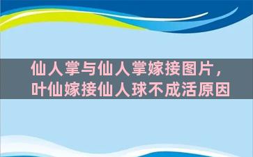 仙人掌与仙人掌嫁接图片，叶仙嫁接仙人球不成活原因