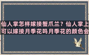 仙人掌怎样嫁接蟹爪兰？仙人掌上可以嫁接月季花吗月季花的颜色会改变吗