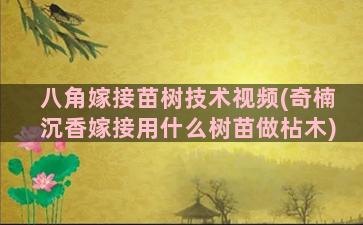 八角嫁接苗树技术视频(奇楠沉香嫁接用什么树苗做枮木)