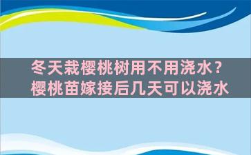 冬天栽樱桃树用不用浇水？樱桃苗嫁接后几天可以浇水