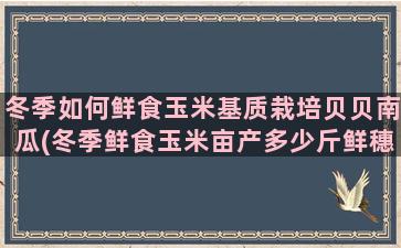 冬季如何鲜食玉米基质栽培贝贝南瓜(冬季鲜食玉米亩产多少斤鲜穗)