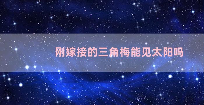 刚嫁接的三角梅能见太阳吗