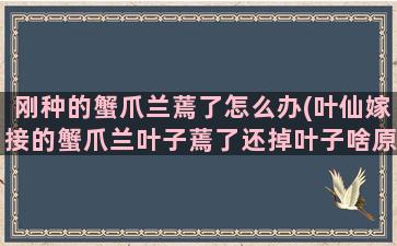 刚种的蟹爪兰蔫了怎么办(叶仙嫁接的蟹爪兰叶子蔫了还掉叶子啥原因)