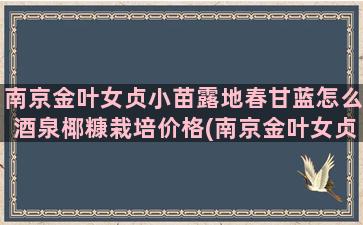 南京金叶女贞小苗露地春甘蓝怎么酒泉椰糠栽培价格(南京金叶女贞小苗出售报价)