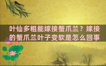 叶仙多粗能嫁接蟹爪兰？嫁接的蟹爪兰叶子变软是怎么回事