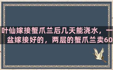 叶仙嫁接蟹爪兰后几天能浇水，一盆嫁接好的，两层的蟹爪兰卖60贵吗