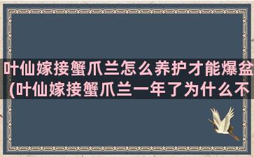 叶仙嫁接蟹爪兰怎么养护才能爆盆(叶仙嫁接蟹爪兰一年了为什么不长)