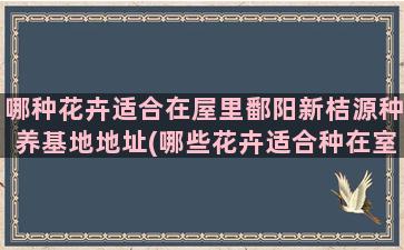 哪种花卉适合在屋里鄱阳新桔源种养基地地址(哪些花卉适合种在室内)