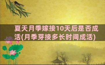 夏天月季嫁接10天后是否成活(月季芽接多长时间成活)