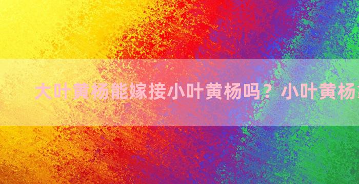 大叶黄杨能嫁接小叶黄杨吗？小叶黄杨靠接方法