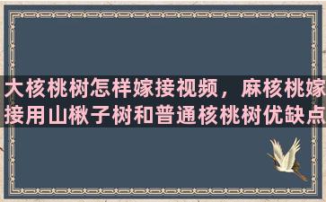 大核桃树怎样嫁接视频，麻核桃嫁接用山楸子树和普通核桃树优缺点