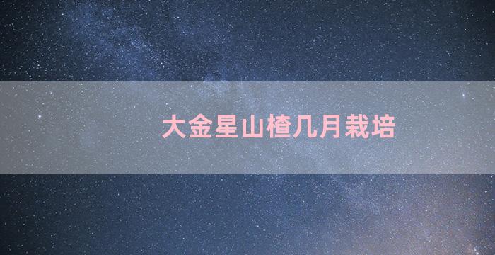 大金星山楂几月栽培