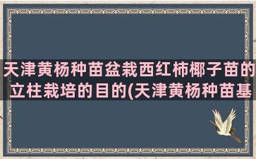 天津黄杨种苗盆栽西红柿椰子苗的立柱栽培的目的(天津黄杨种苗基地)