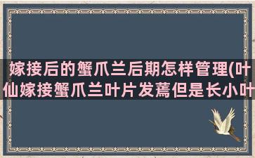 嫁接后的蟹爪兰后期怎样管理(叶仙嫁接蟹爪兰叶片发蔫但是长小叶片)