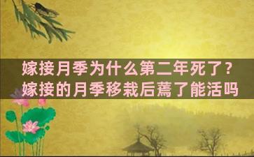 嫁接月季为什么第二年死了？嫁接的月季移栽后蔫了能活吗