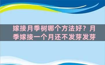 嫁接月季树哪个方法好？月季嫁接一个月还不发芽发芽