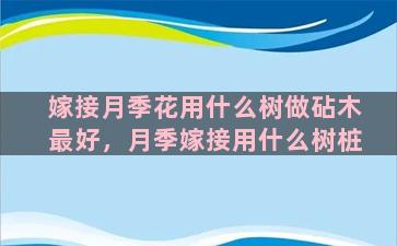 嫁接月季花用什么树做砧木最好，月季嫁接用什么树桩