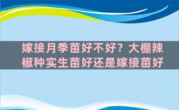 嫁接月季苗好不好？大棚辣椒种实生苗好还是嫁接苗好