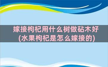 嫁接枸杞用什么树做砧木好(水果枸杞是怎么嫁接的)