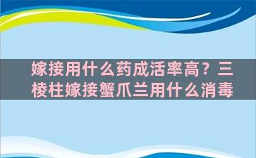 嫁接用什么药成活率高？三棱柱嫁接蟹爪兰用什么消毒