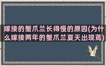 嫁接的蟹爪兰长得慢的原因(为什么嫁接两年的蟹爪兰夏天出现蔫)