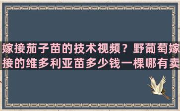 嫁接茄子苗的技术视频？野葡萄嫁接的维多利亚苗多少钱一棵哪有卖的