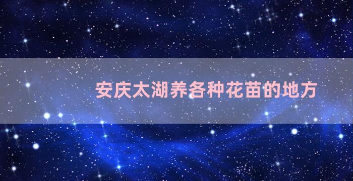 安庆太湖养各种花苗的地方