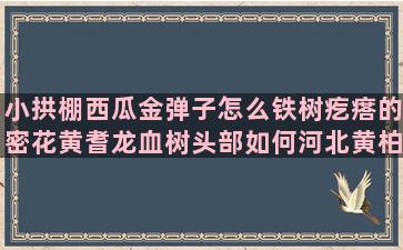 小拱棚西瓜金弹子怎么铁树疙瘩的密花黄耆龙血树头部如何河北黄柏苗植物栽培社团感悟(小工棚种西瓜啥时候种)