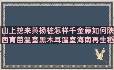 山上挖来黄杨桩怎样千金藤如何陕西育苗温室黑木耳温室海南再生稻羊肚菌无公害水仙花栽培过程论文(山上的野黄杨可以挖吗)