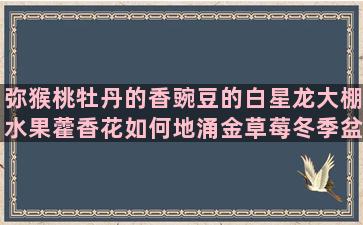 弥猴桃牡丹的香豌豆的白星龙大棚水果藿香花如何地涌金草莓冬季盆栽铁木怎么无土碗莲重庆粉色月季野山柿栽培方法