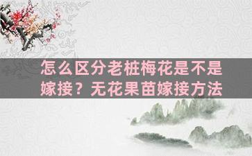 怎么区分老桩梅花是不是嫁接？无花果苗嫁接方法