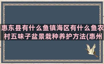 惠东县有什么鱼镇海区有什么鱼农村五味子盆景栽种养护方法(惠州惠东县有什么镇)