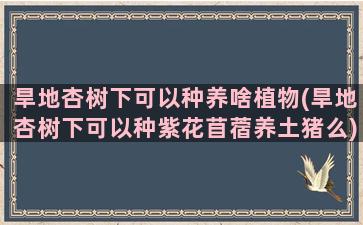 旱地杏树下可以种养啥植物(旱地杏树下可以种紫花苜蓿养土猪么)