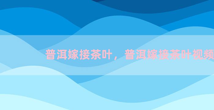 普洱嫁接茶叶，普洱嫁接茶叶视频