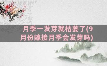 月季一发芽就枯萎了(9月份嫁接月季会发芽吗)