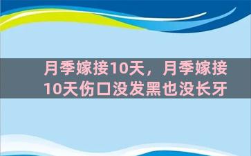 月季嫁接10天，月季嫁接10天伤口没发黑也没长牙