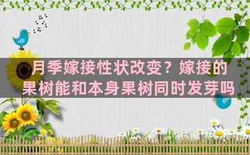 月季嫁接性状改变？嫁接的果树能和本身果树同时发芽吗