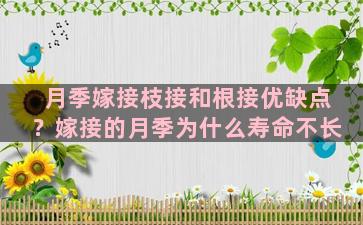 月季嫁接枝接和根接优缺点？嫁接的月季为什么寿命不长