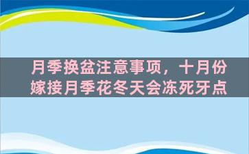 月季换盆注意事项，十月份嫁接月季花冬天会冻死牙点