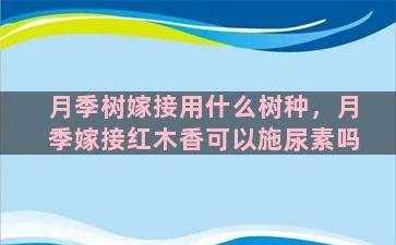 月季树嫁接用什么树种，月季嫁接红木香可以施尿素吗