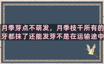 月季芽点不萌发，月季枝干所有的牙都抹了还能发芽不是在运输途中冻伤的