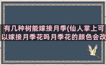 有几种树能嫁接月季(仙人掌上可以嫁接月季花吗月季花的颜色会改变吗)